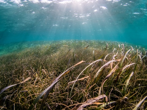 Sunlight filters through the water, illuminating an underwater landscape filled with abundant green seagrass. The scene is calm and serene, with light rays creating patterns on the sandy bottom.