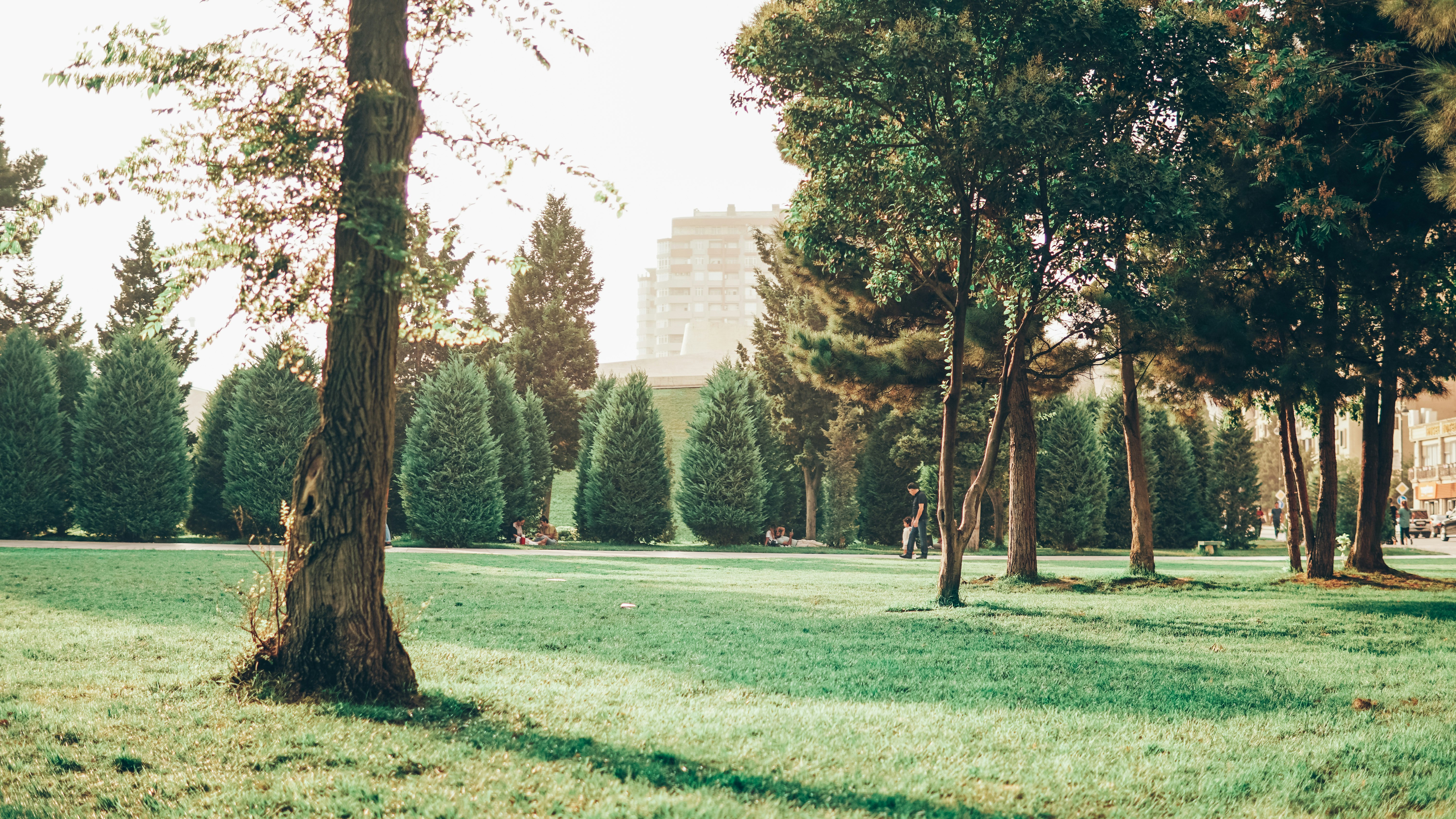 green grass field with trees and building in distance