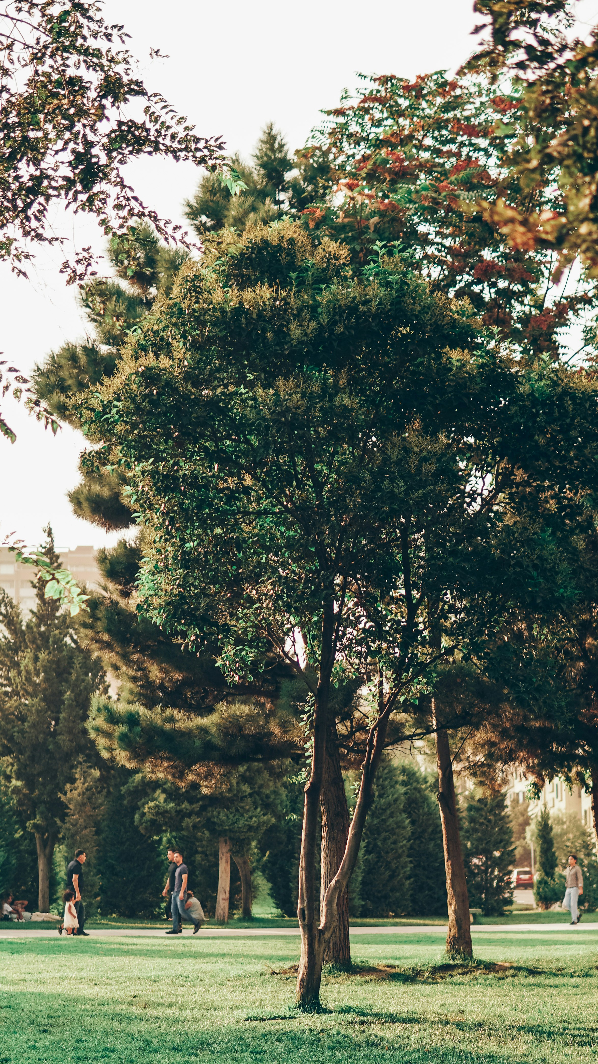 green trees under white sky during daytime