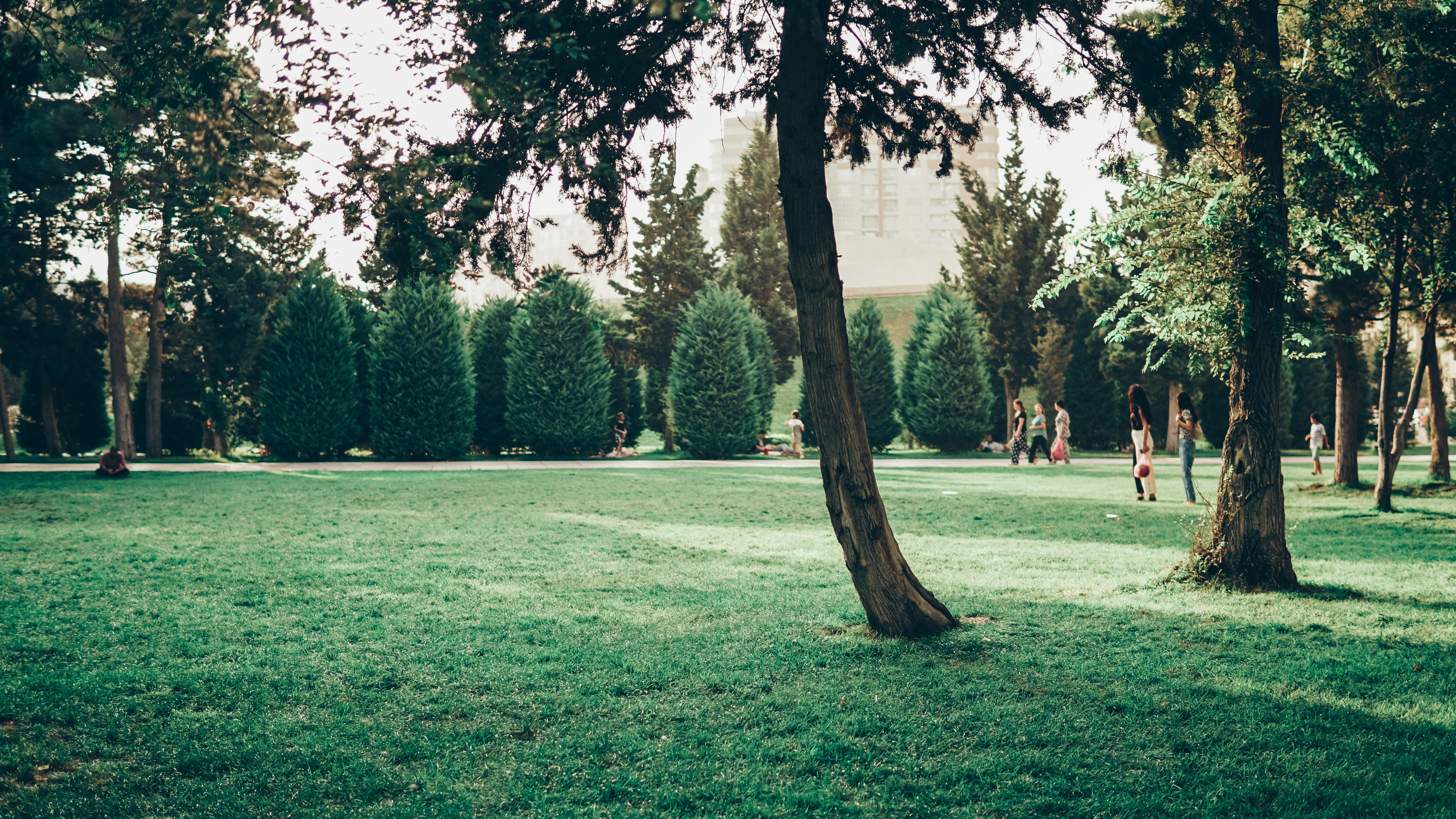 people standing on green grass field near green trees during daytime