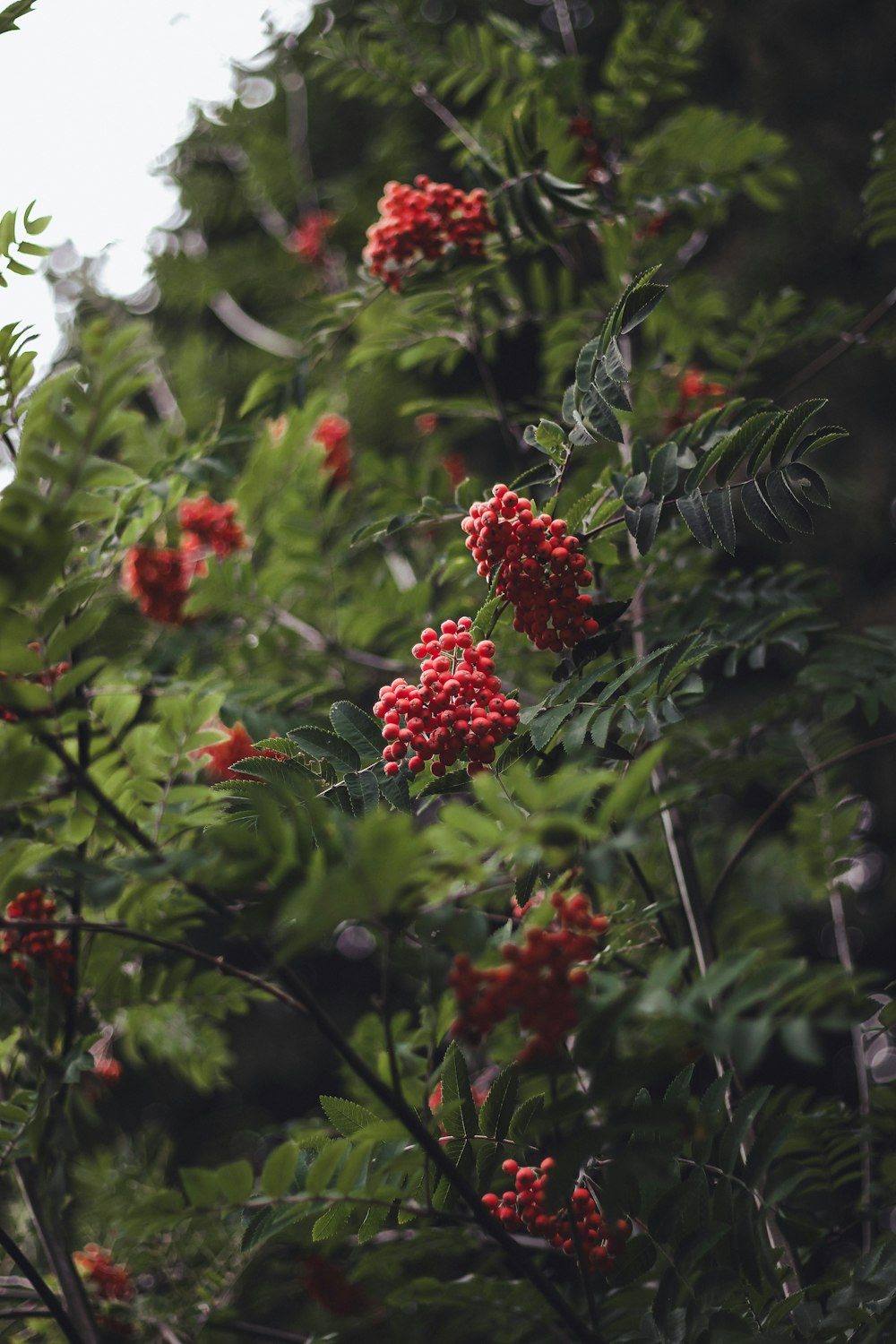 Flores rojas en lente de cambio de inclinación