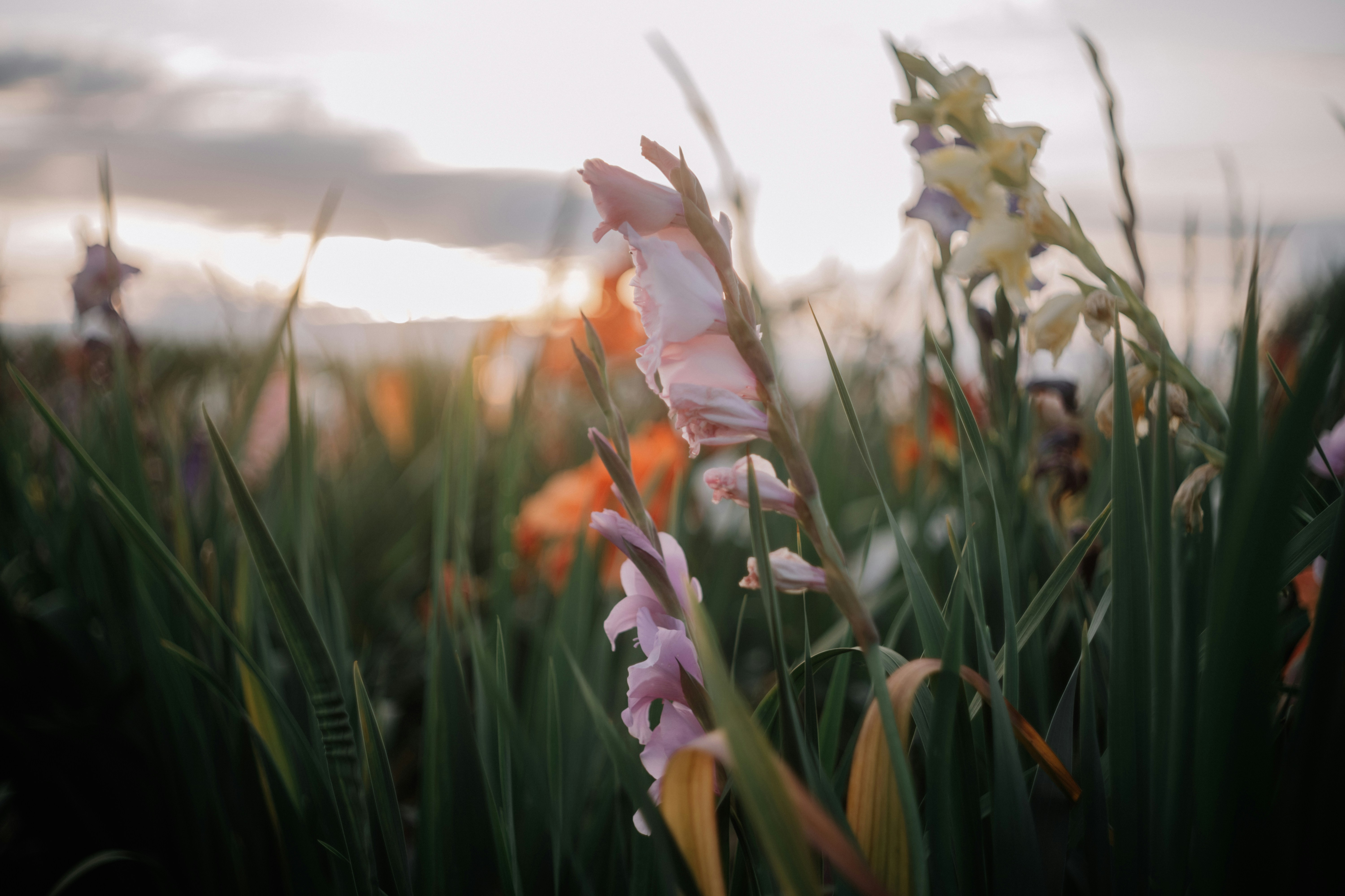 white flowers with green leaves