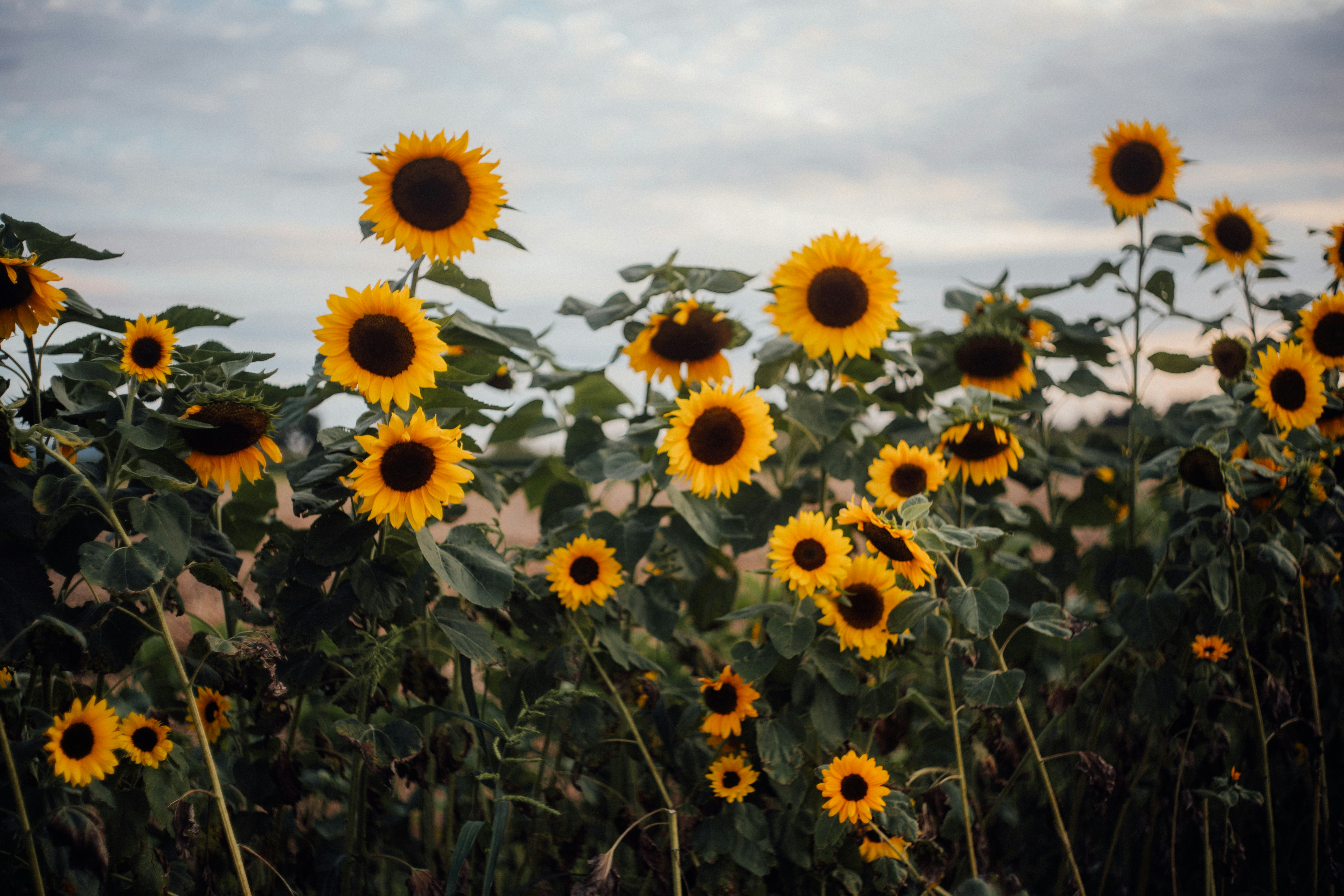 white and yellow flowers under cloudy sky during daytime