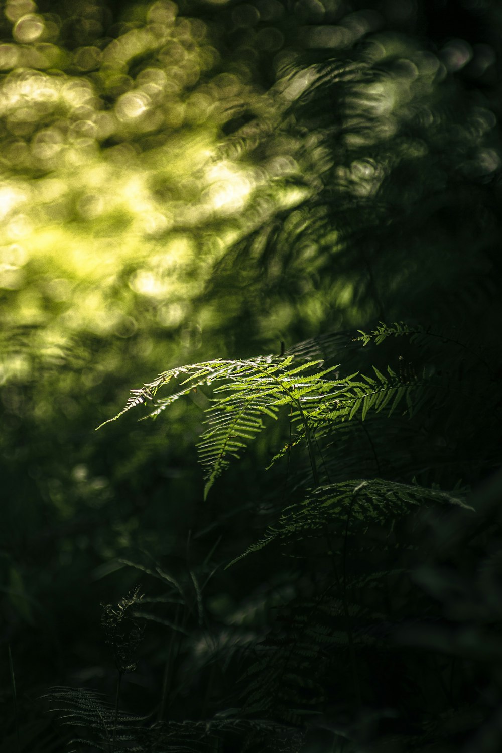 green leaves in tilt shift lens