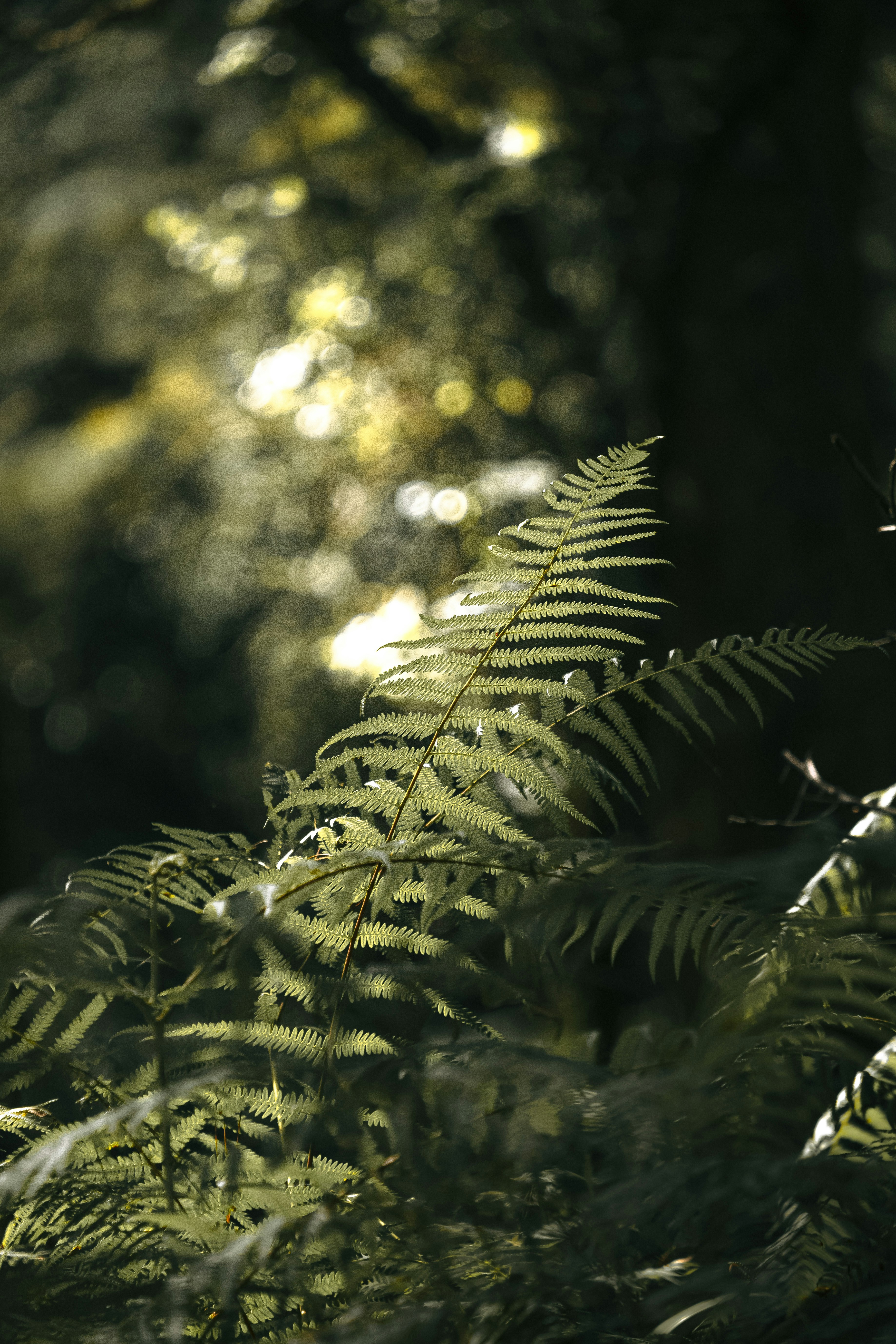 Photo by xiaowuuuuuuu