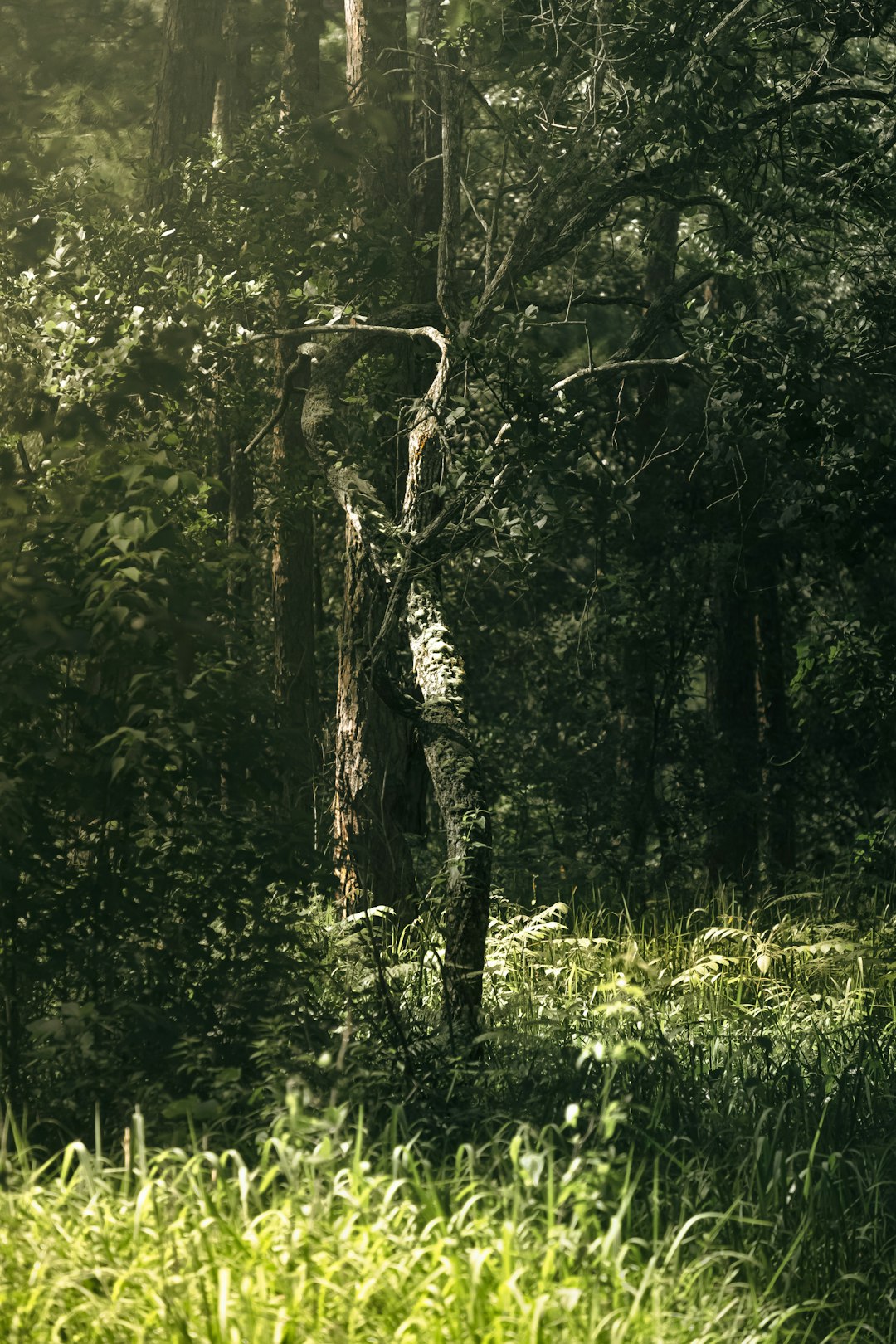 green grass and green trees