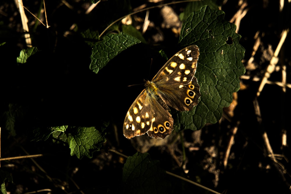 Mariposa marrón y negra en hoja verde