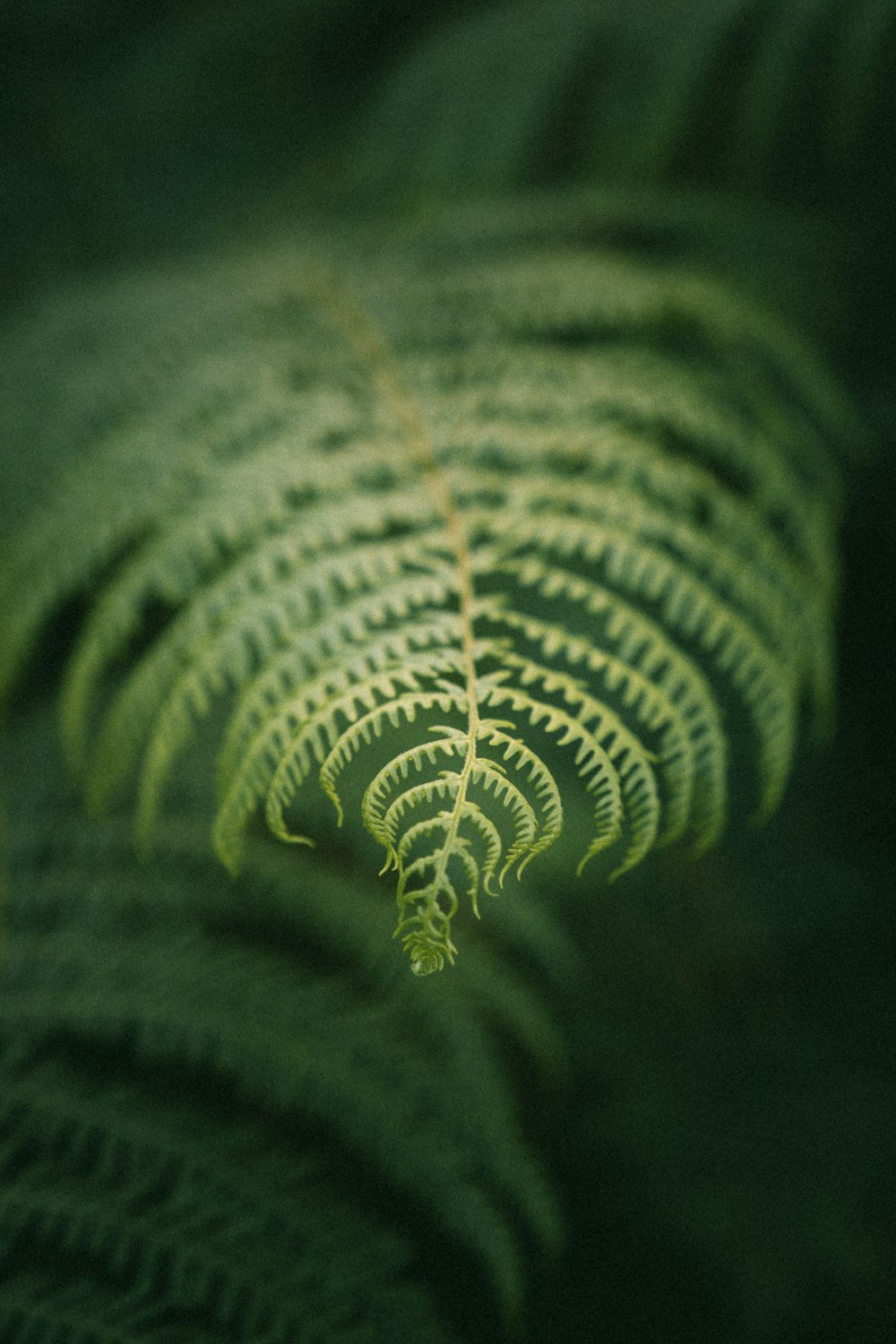 green fern plant in close up photography