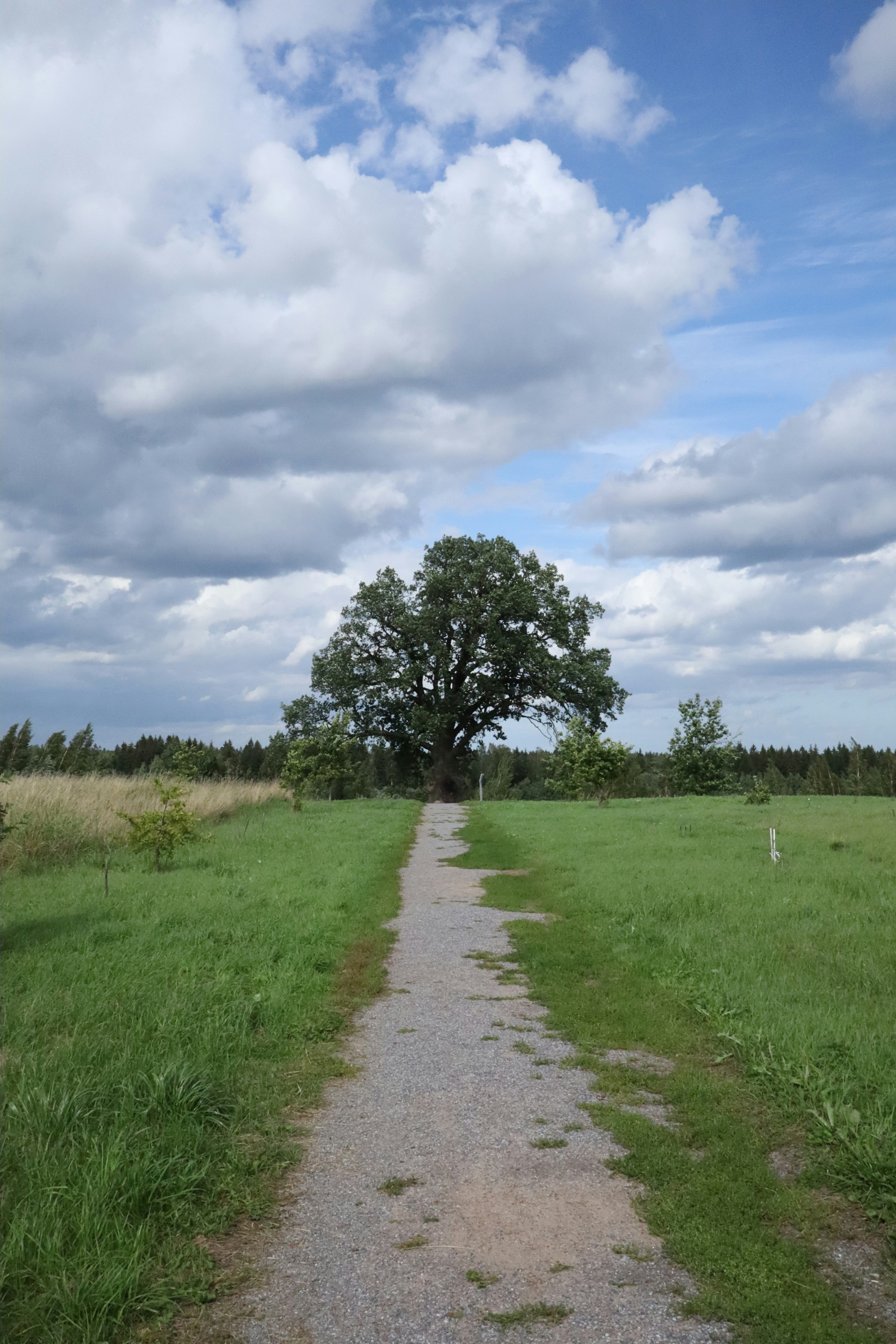 green grass field with trees under white clouds and blue sky during daytime