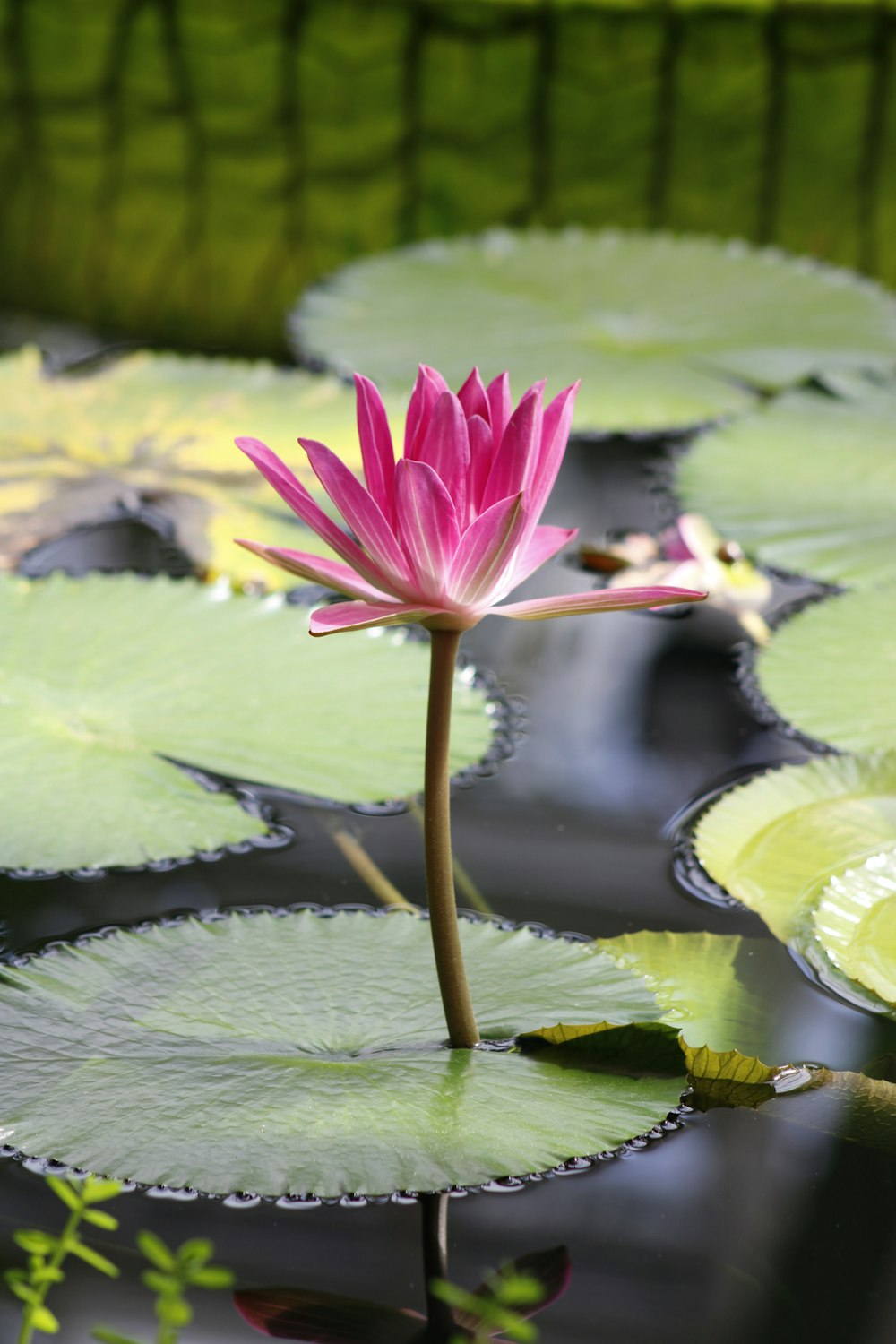 pink lotus flower on water