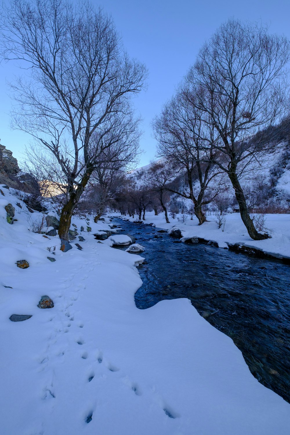 昼間は雪に覆われた地面に葉のない木々