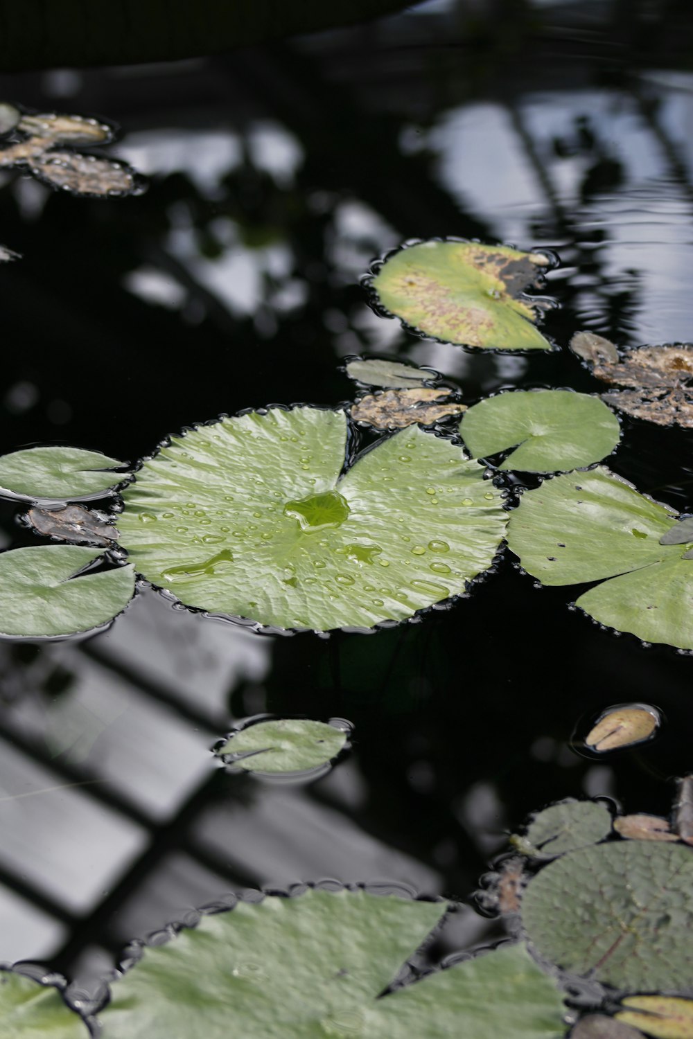 green lotus pad on water