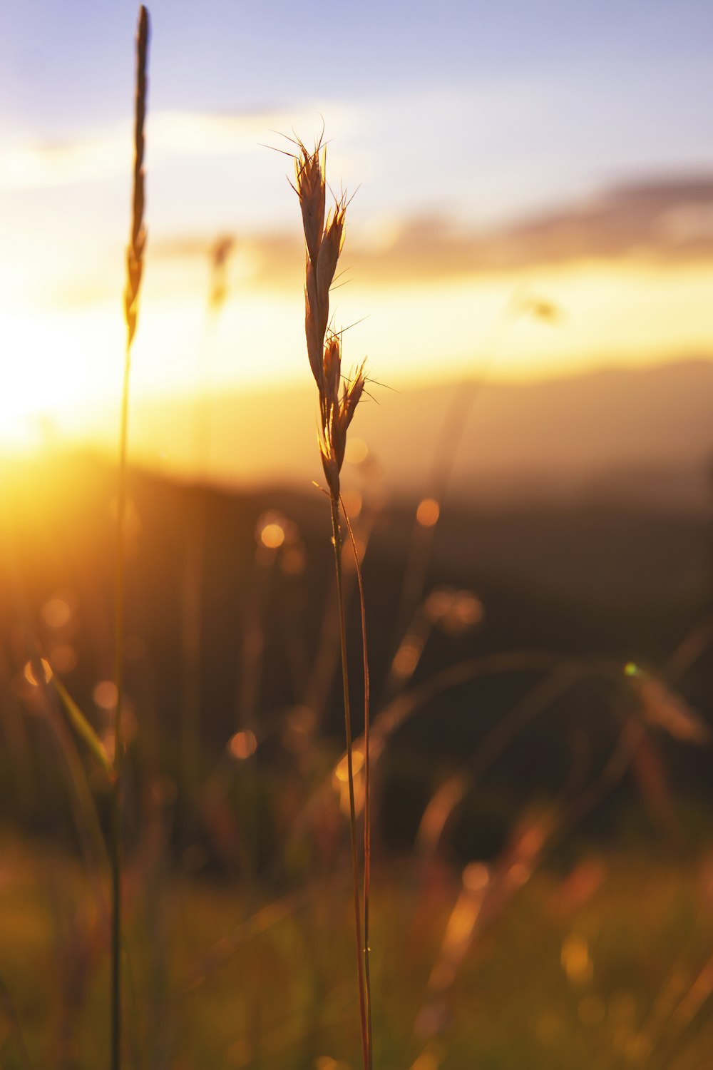 brown wheat in tilt shift lens