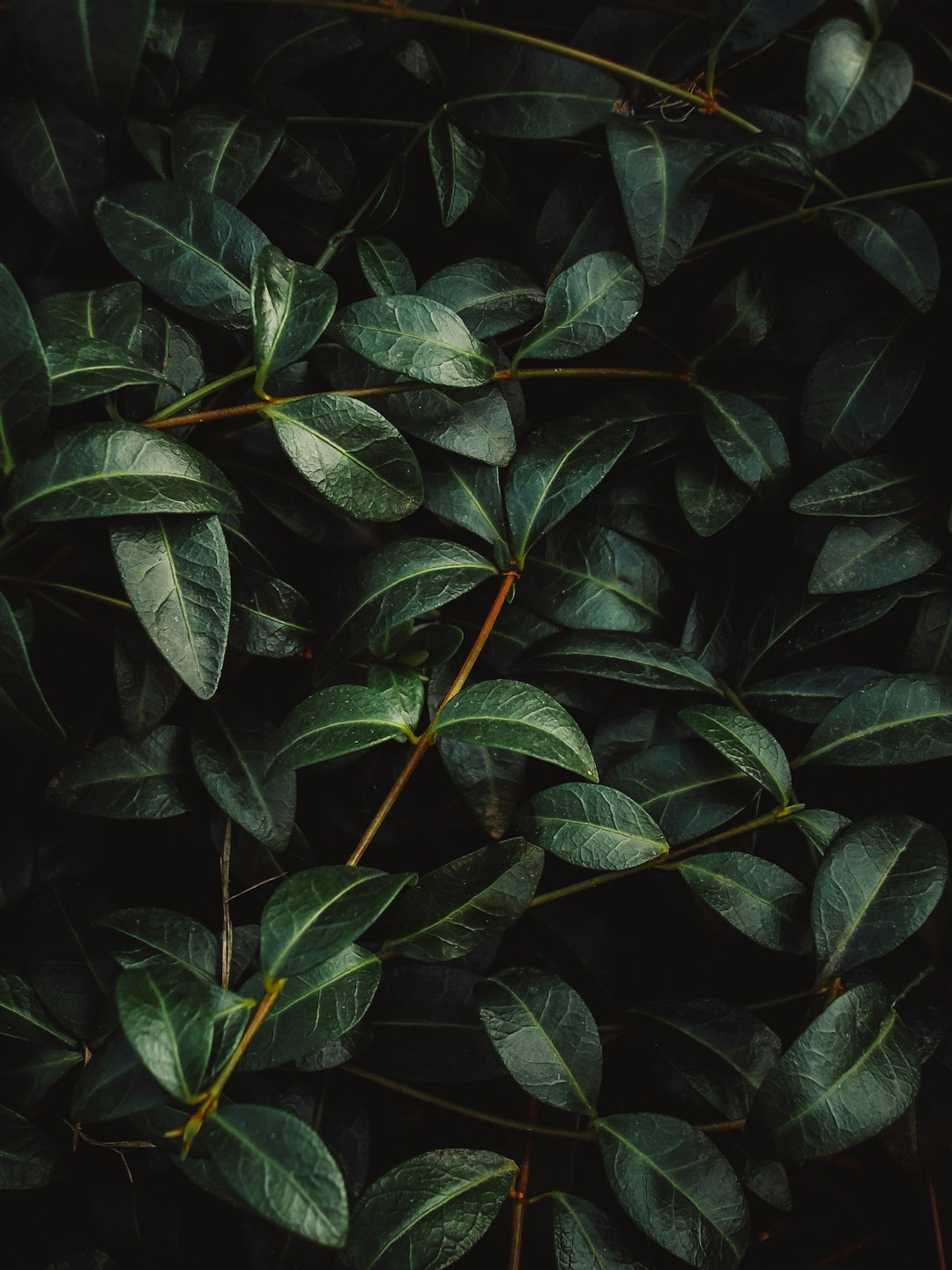 green leaves in close up photography