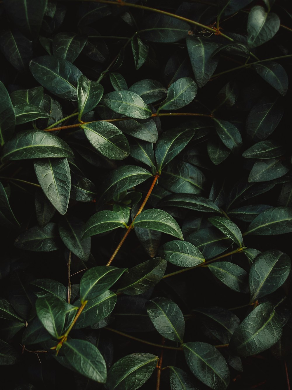 feuilles vertes en photographie en gros plan