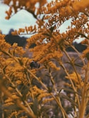 A bee is nestled among vibrant yellow flowers with delicate stems and leaves. The background is softly blurred, featuring hints of sky and distant trees, creating a natural and serene setting.