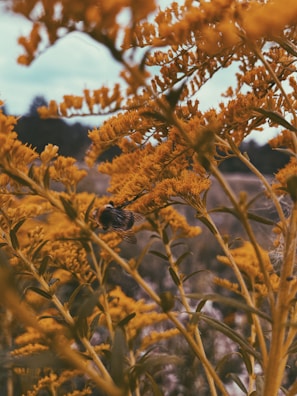 A bee is nestled among vibrant yellow flowers with delicate stems and leaves. The background is softly blurred, featuring hints of sky and distant trees, creating a natural and serene setting.