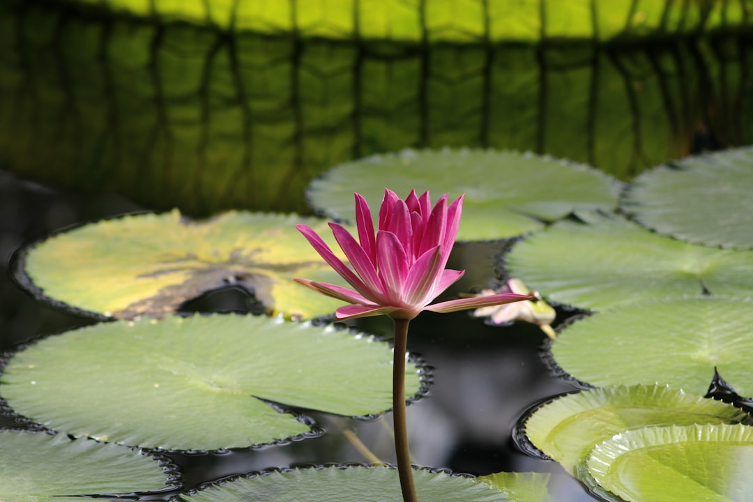 pink lotus flower on water