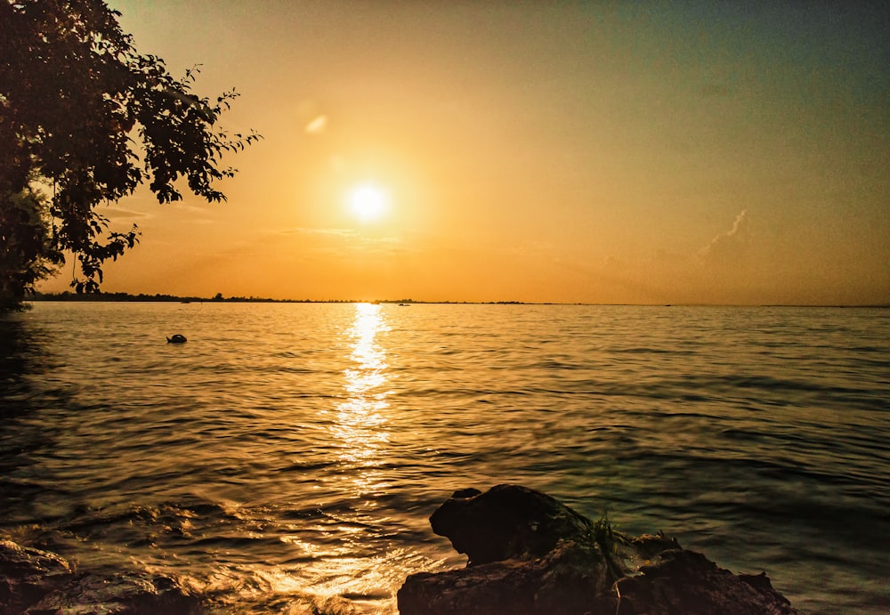 silhouette of tree on rock formation near body of water during sunset