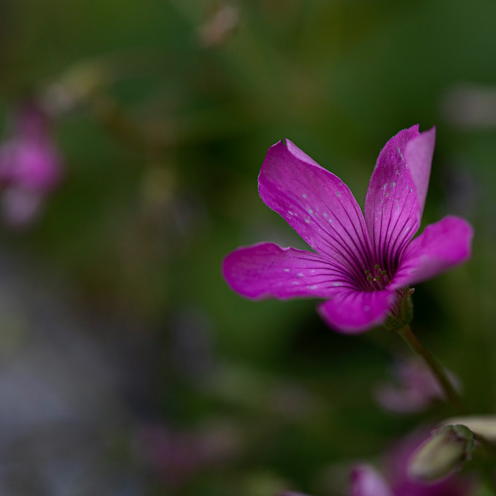 purple flower in tilt shift lens