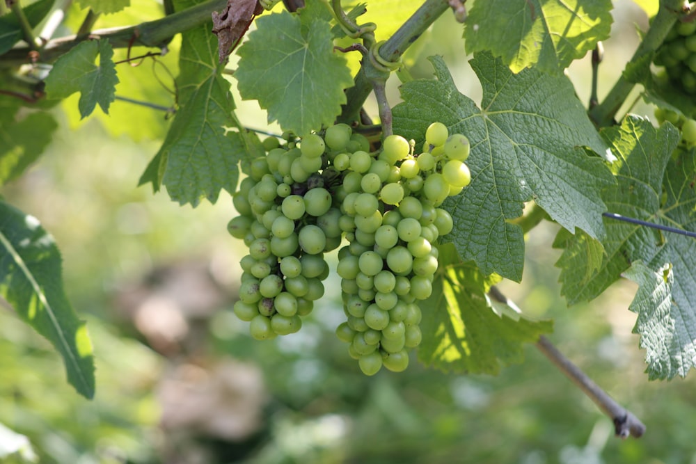 green grapes on brown stem
