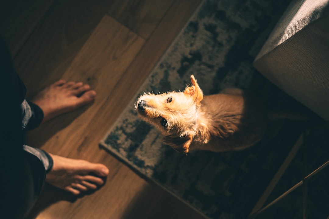 white long coat medium sized dog lying on floor