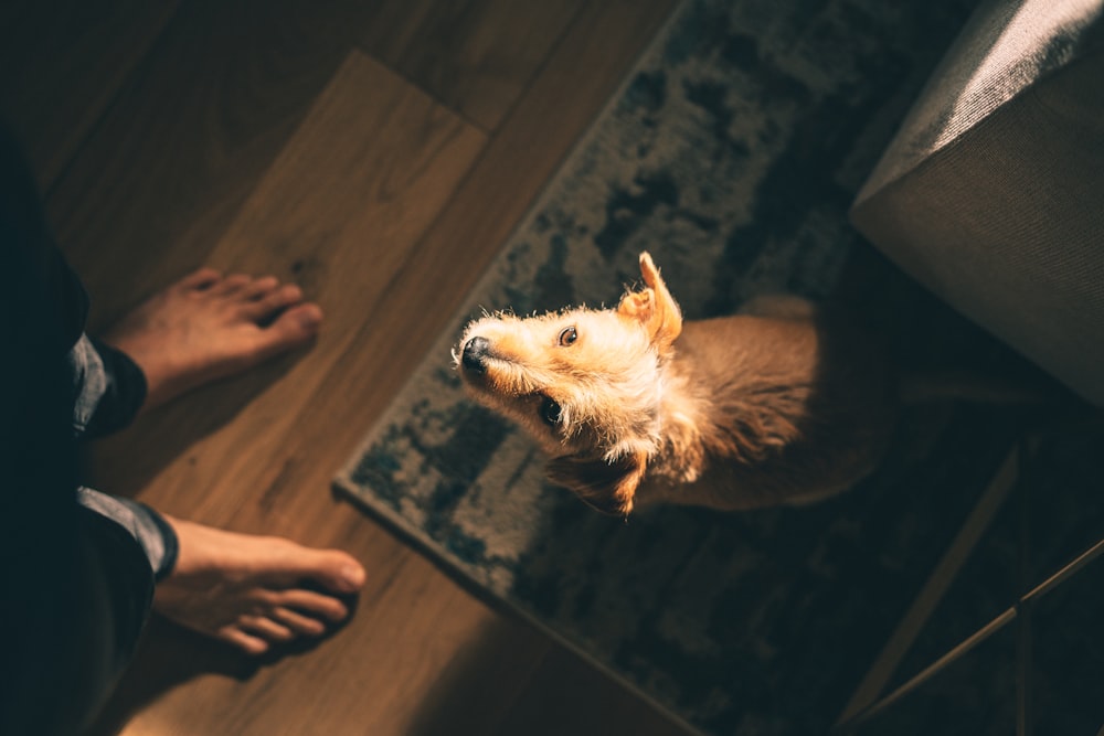 Perro blanco de pelaje largo de tamaño mediano tumbado en el suelo