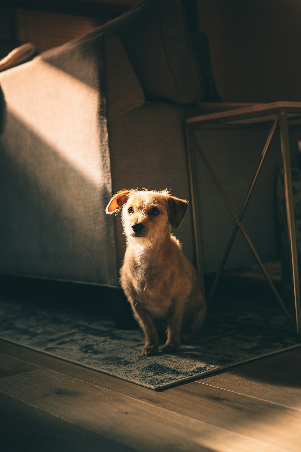 brown and white long coated small dog sitting on floor