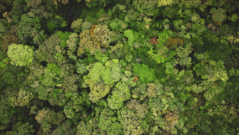 green and brown trees during daytime