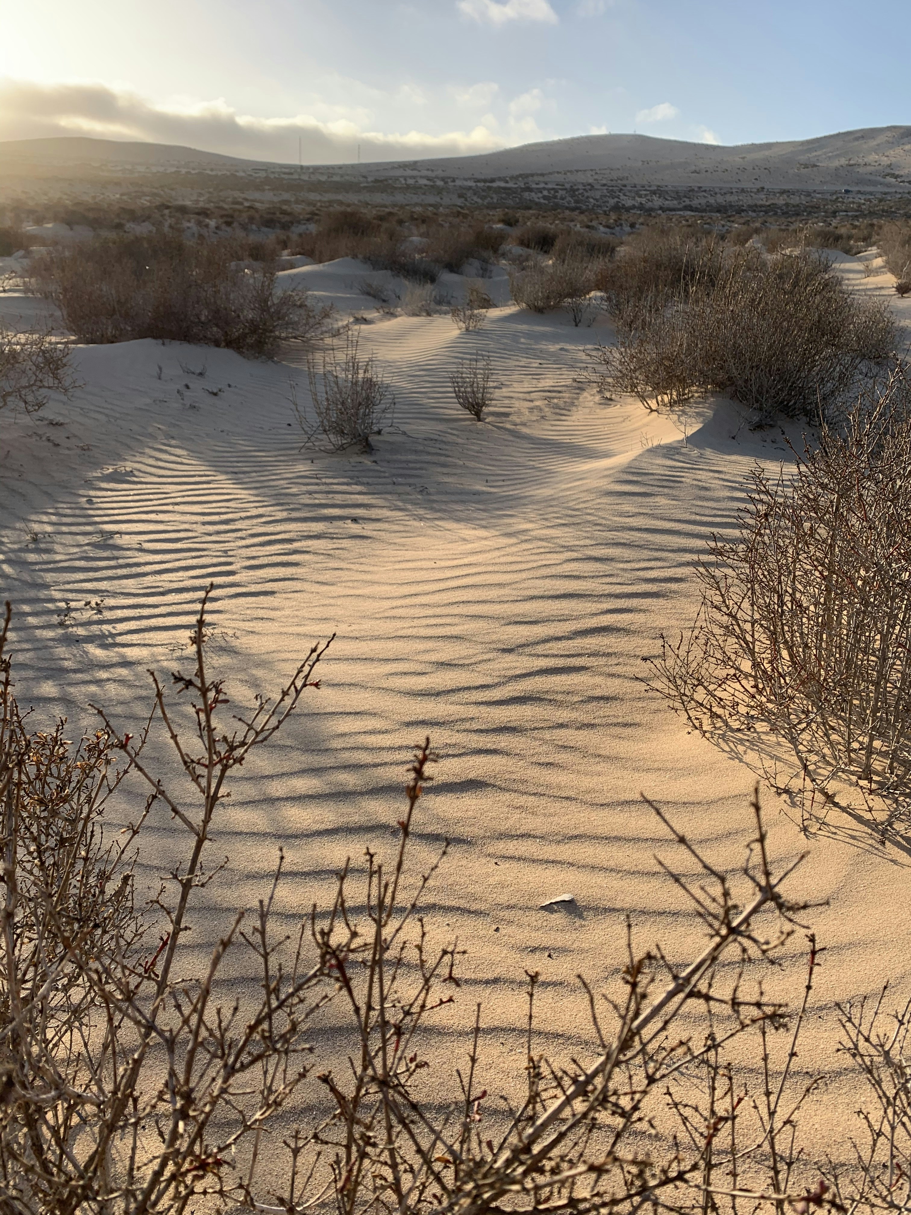 brown leafless tree on white snow covered ground