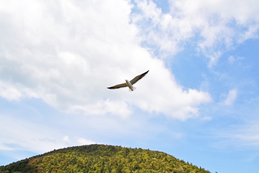 white airplane flying over green trees during daytime