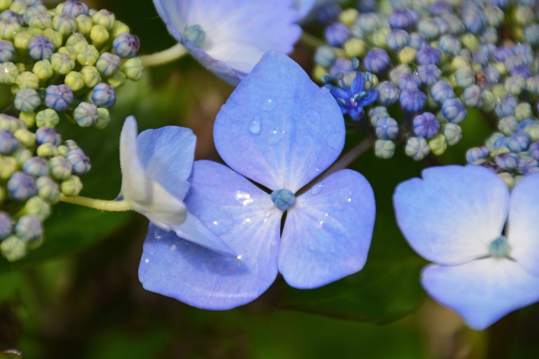 blue flower in macro shot