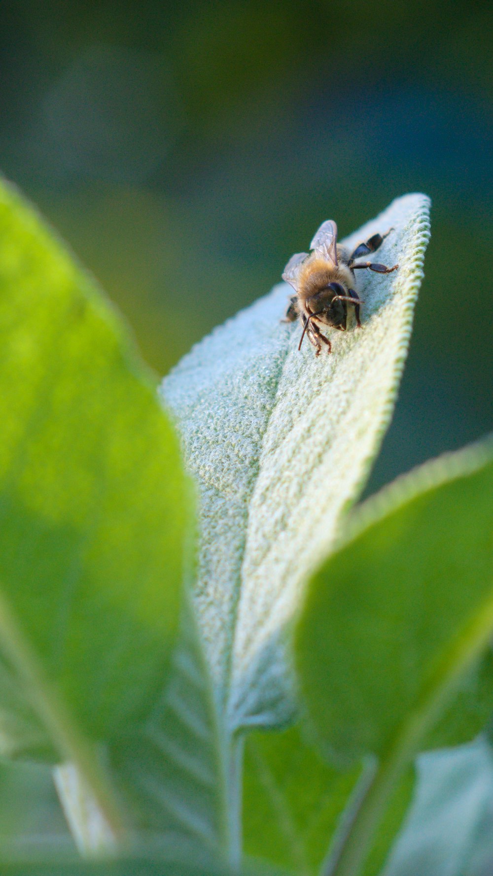 brown and black bee on green leaf