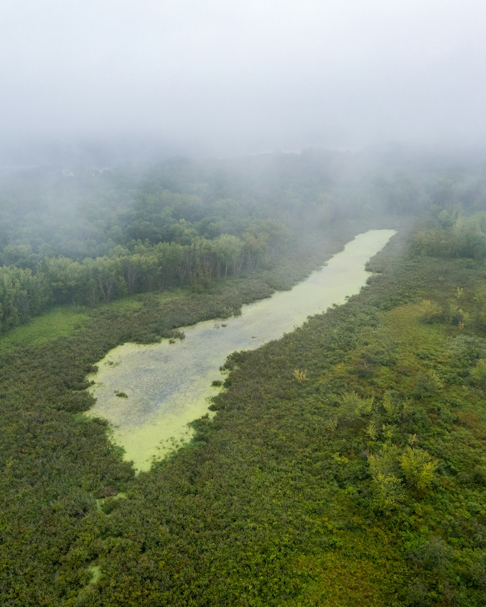 Champ d’herbe verte avec brouillard pendant la journée