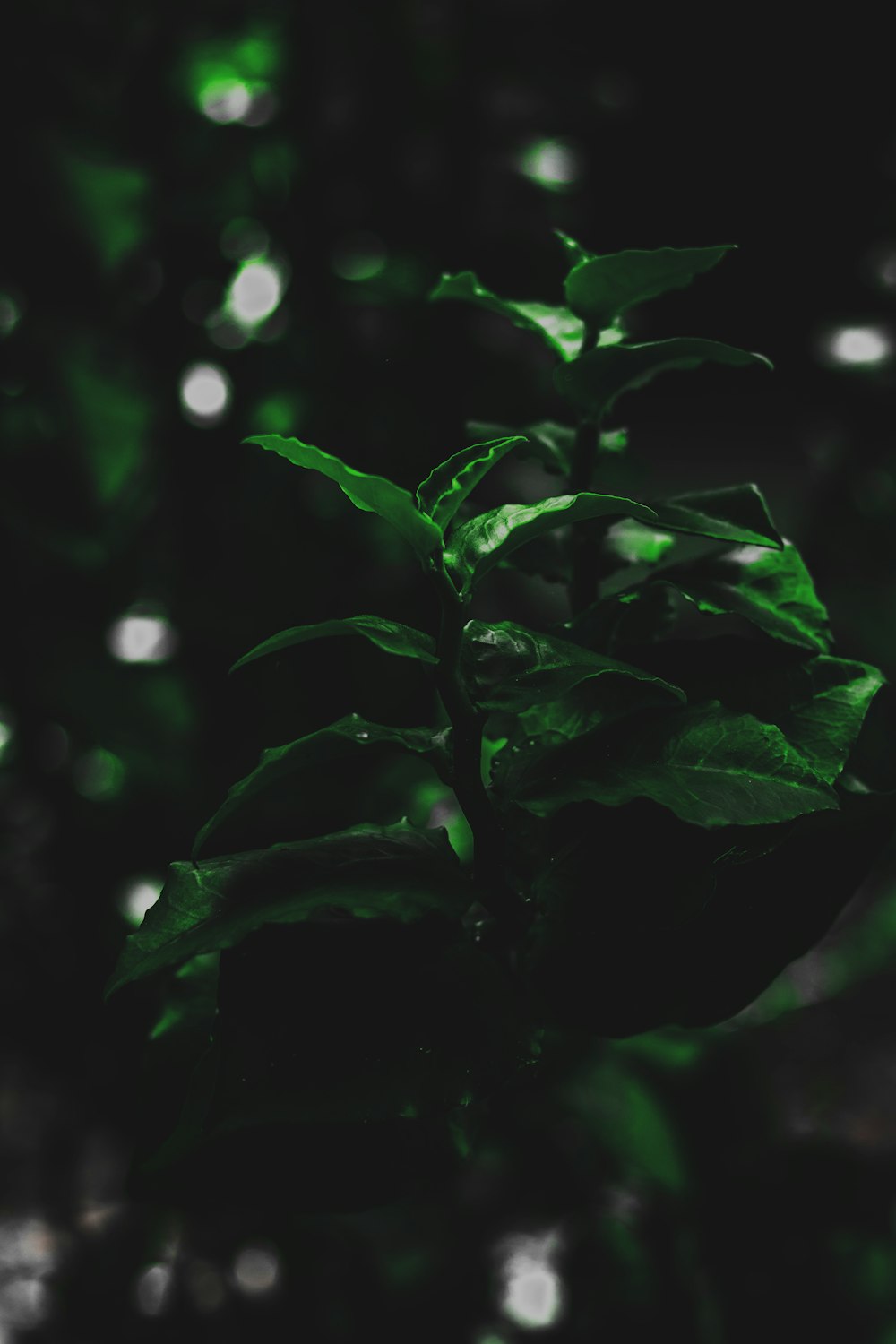 green leaves in close up photography