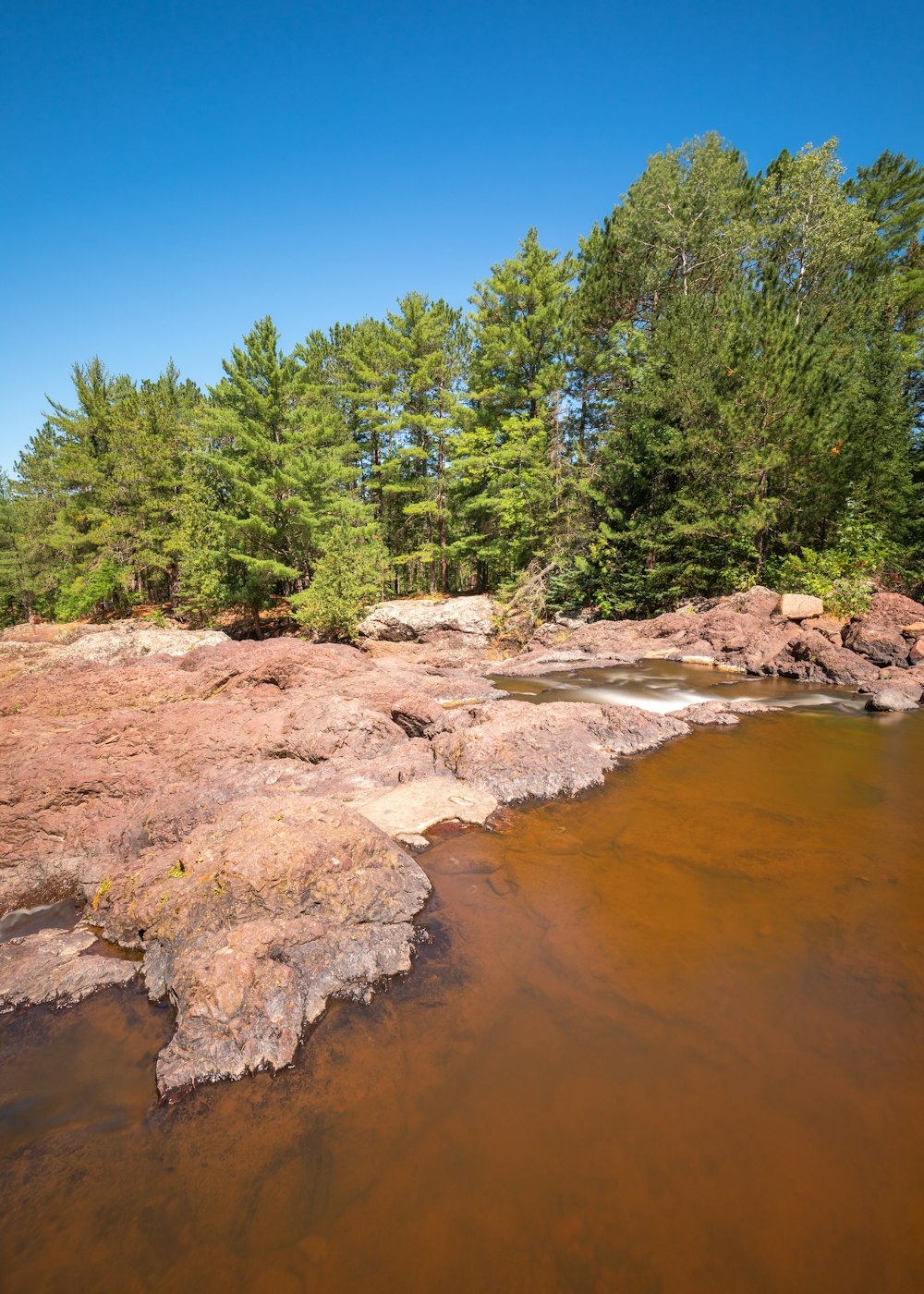 green trees beside river under blue sky during daytime