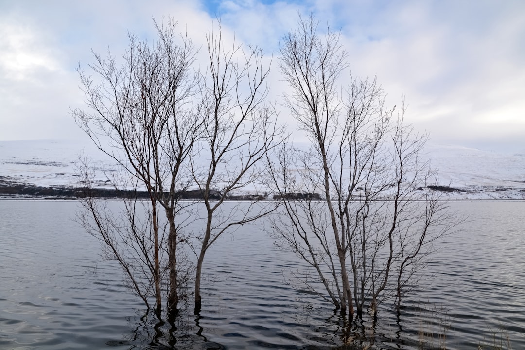 leafless tree on body of water under blue sky during daytime