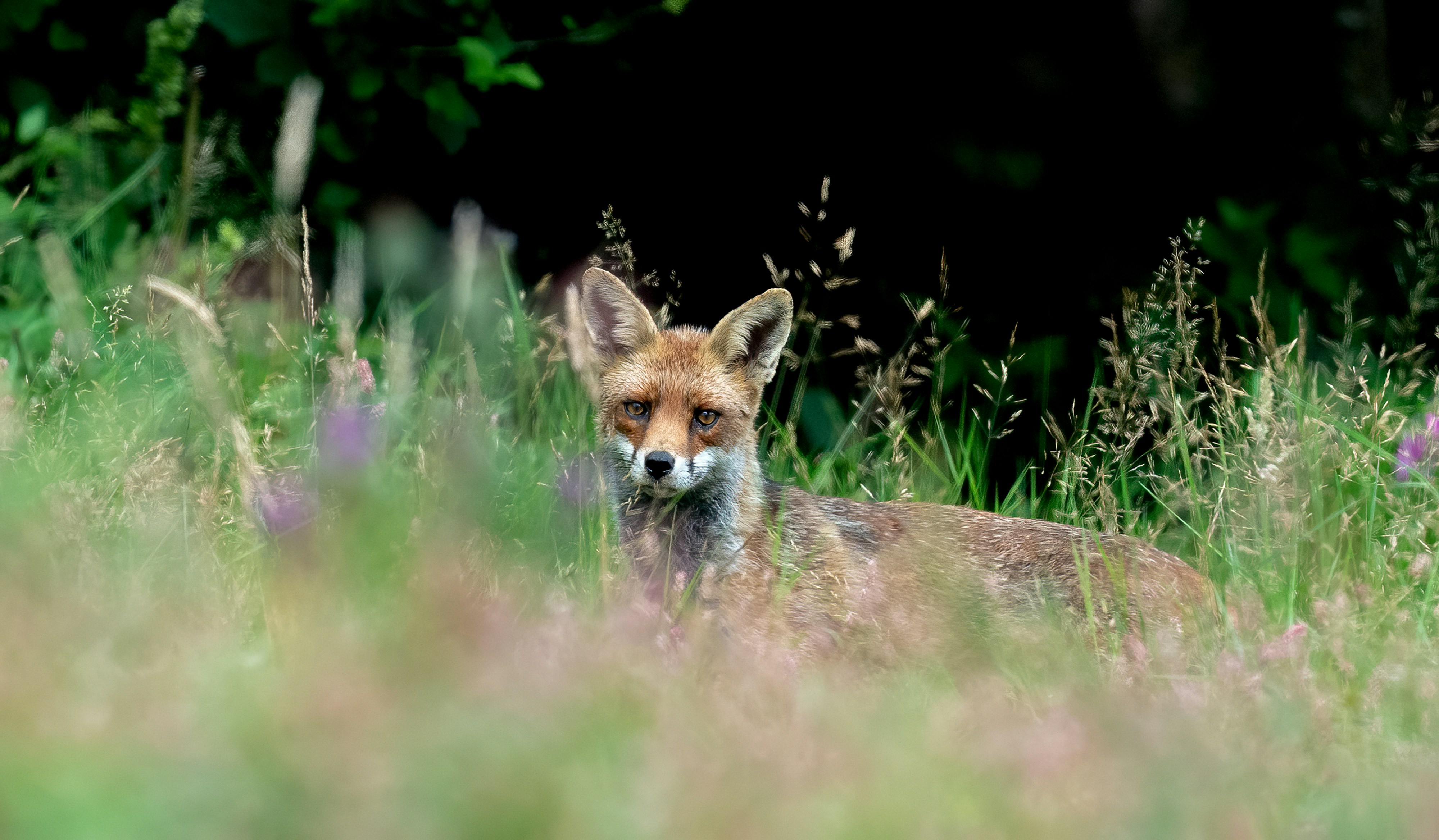 Fox in the cornfield
