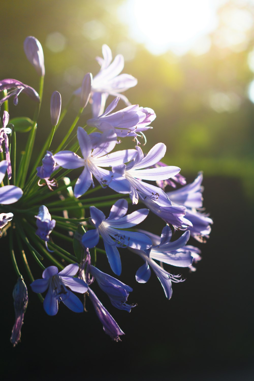 purple and white flowers in tilt shift lens