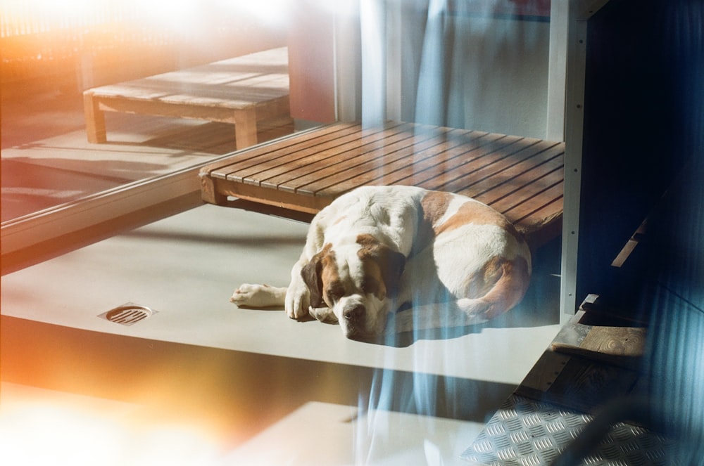 white short coated dog lying on floor