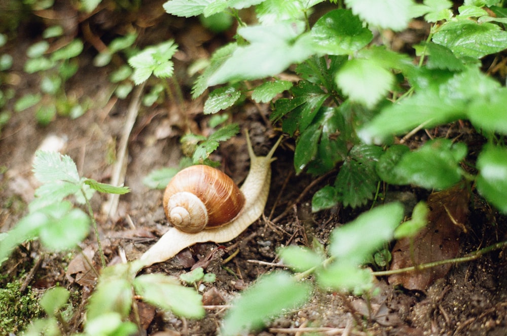 brown snail on green leaf plant