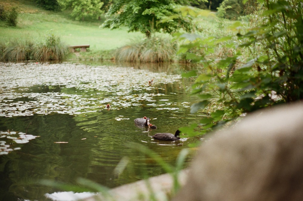 black and brown ducks on water