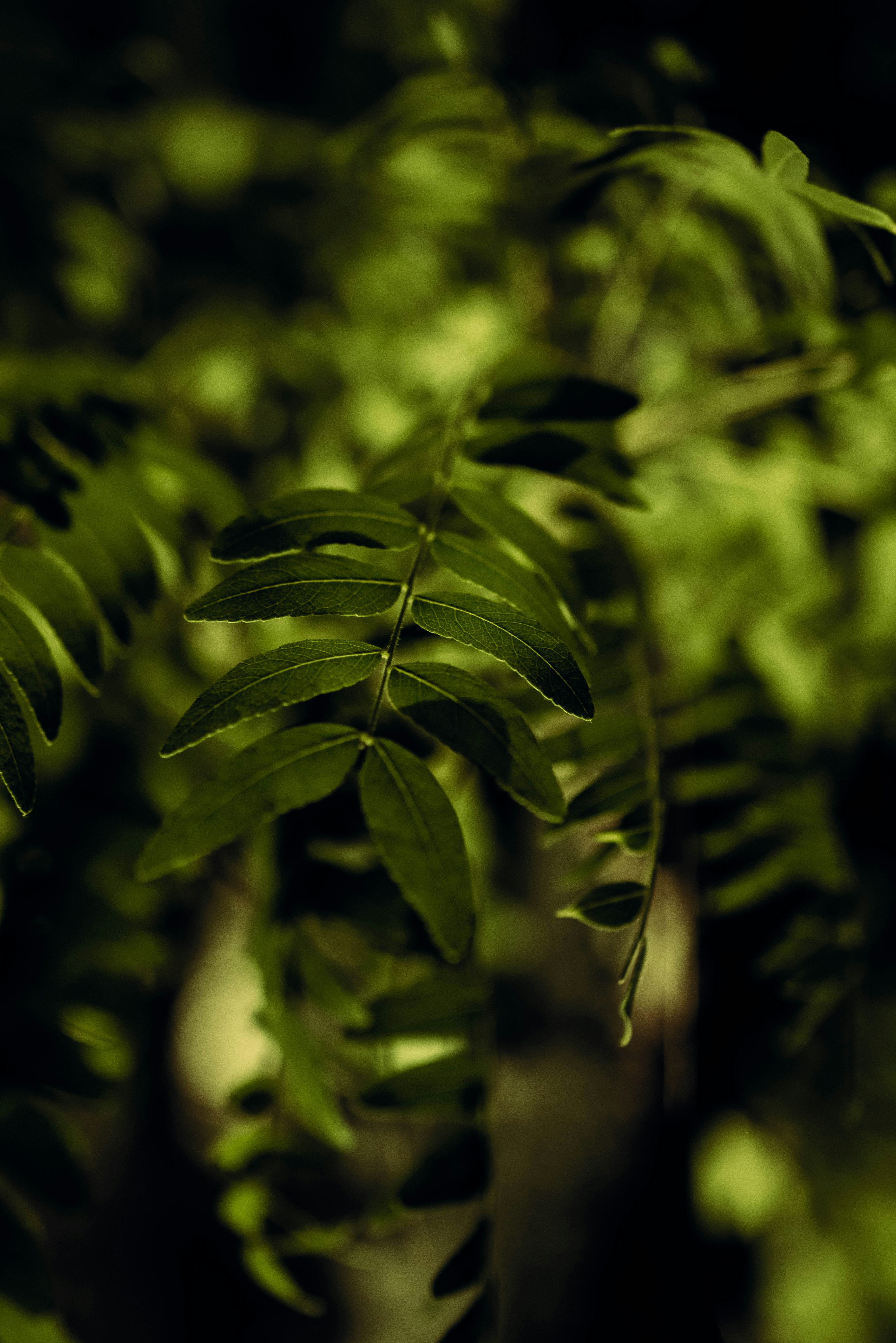 Photo by christian_ojala