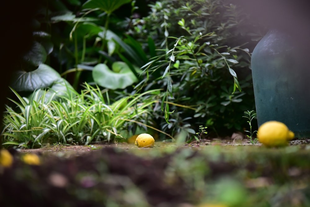 yellow round fruit on ground