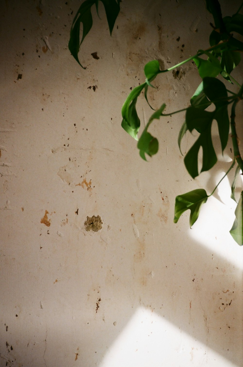 green leaves on white table