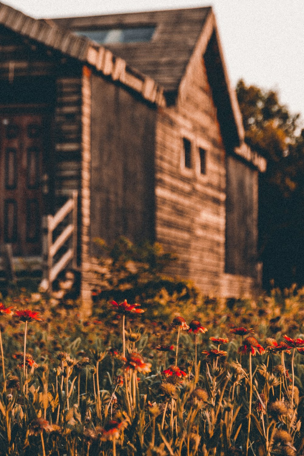 red flowers in front of brown concrete house