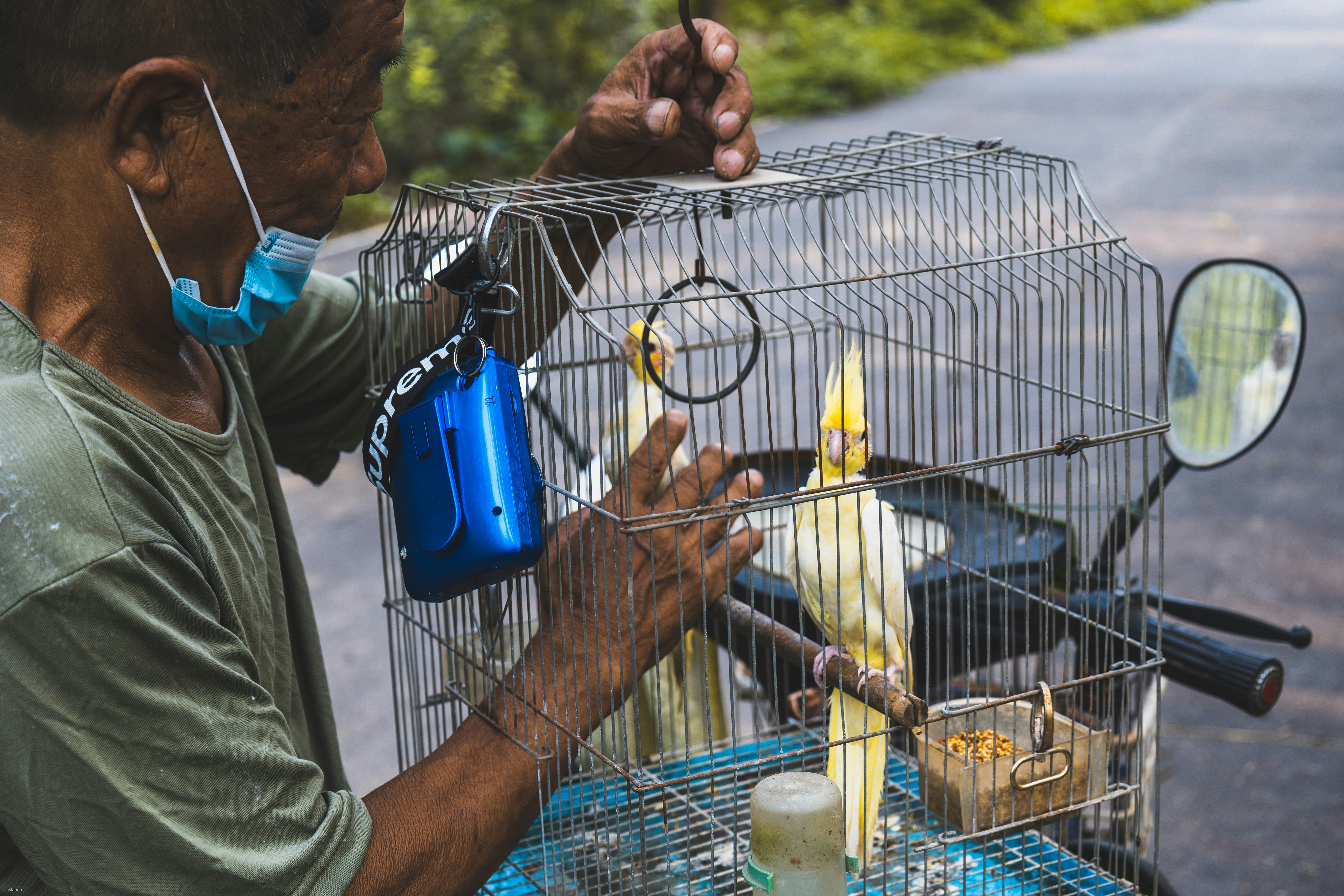 Common Bird Diseases and Prevention for Pet Birds