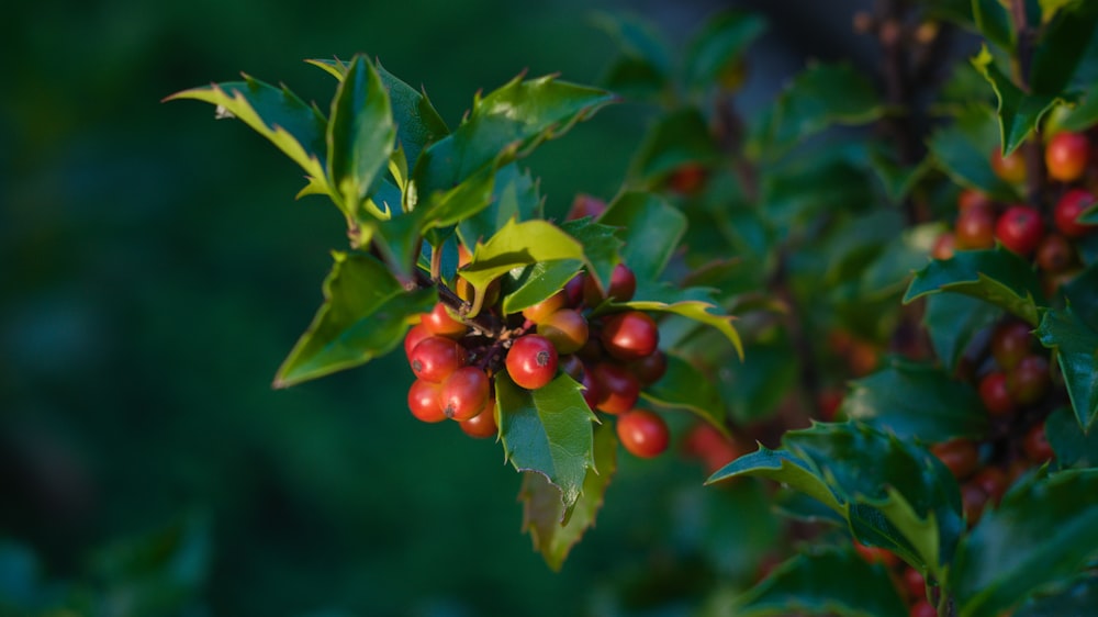 red round fruits on green leaves