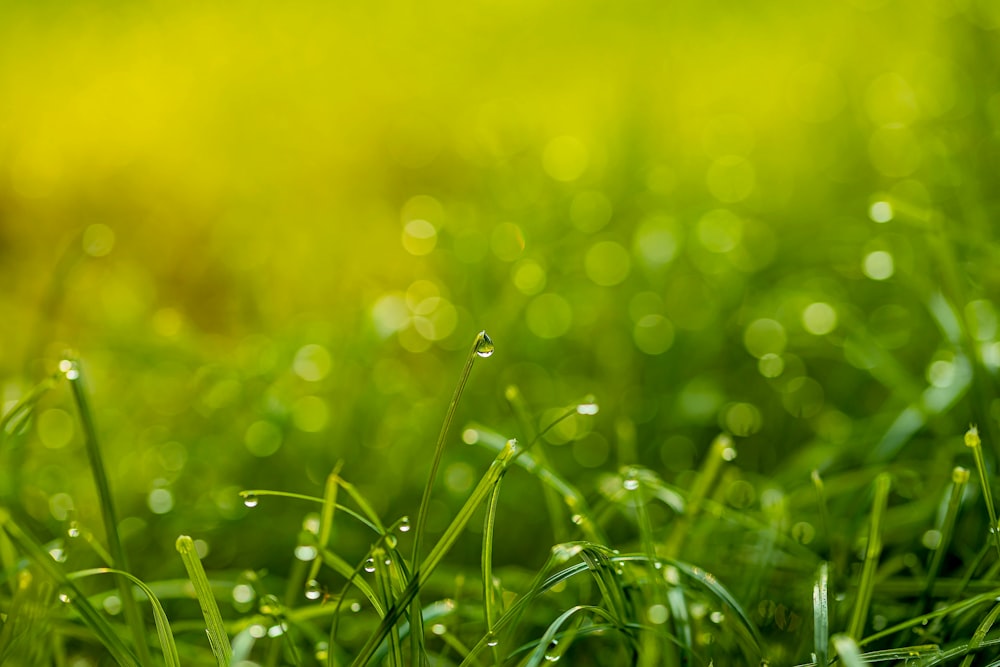 campo di erba verde durante il giorno