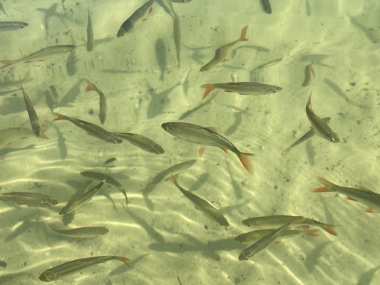 Several fish are swimming in clear, shallow water. The water casts soft, wavy shadows on the sandy bottom, creating a serene, natural environment.